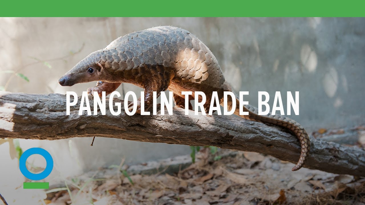 Pangolin Trade Ban
