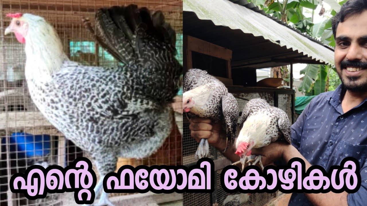 ഇറച്ചിക്കും മുട്ടക്കും അലങ്കാ രത്തിനും പറ്റിയ നല്ല ഡിമാന്റുള്ള ഫയോമി കോഴികൾ, fayomi hen/jabi farm