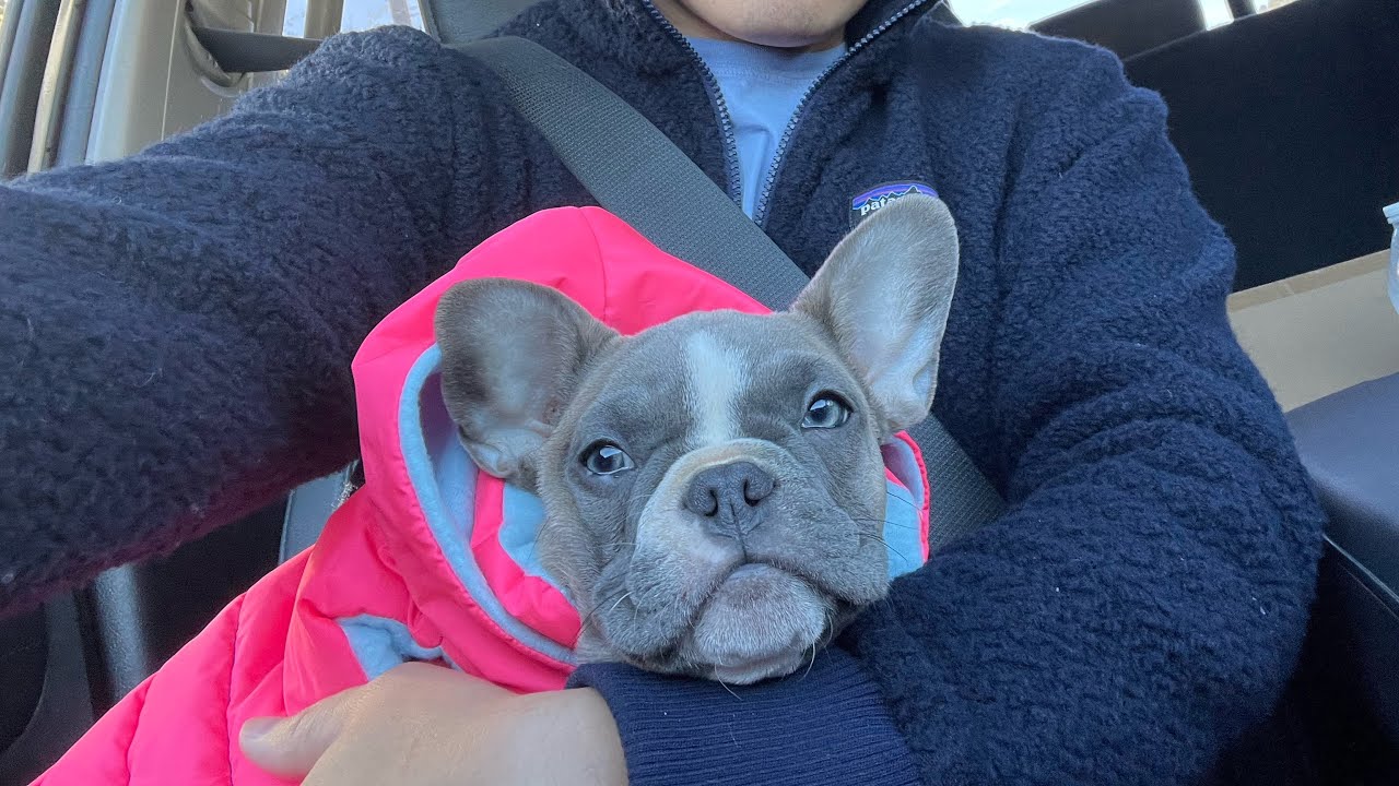 Cutest blue fawn French bulldog puppy first day home!