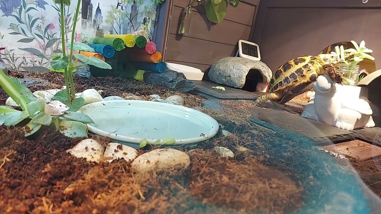 Succulent hunter.  다육이 사냥.