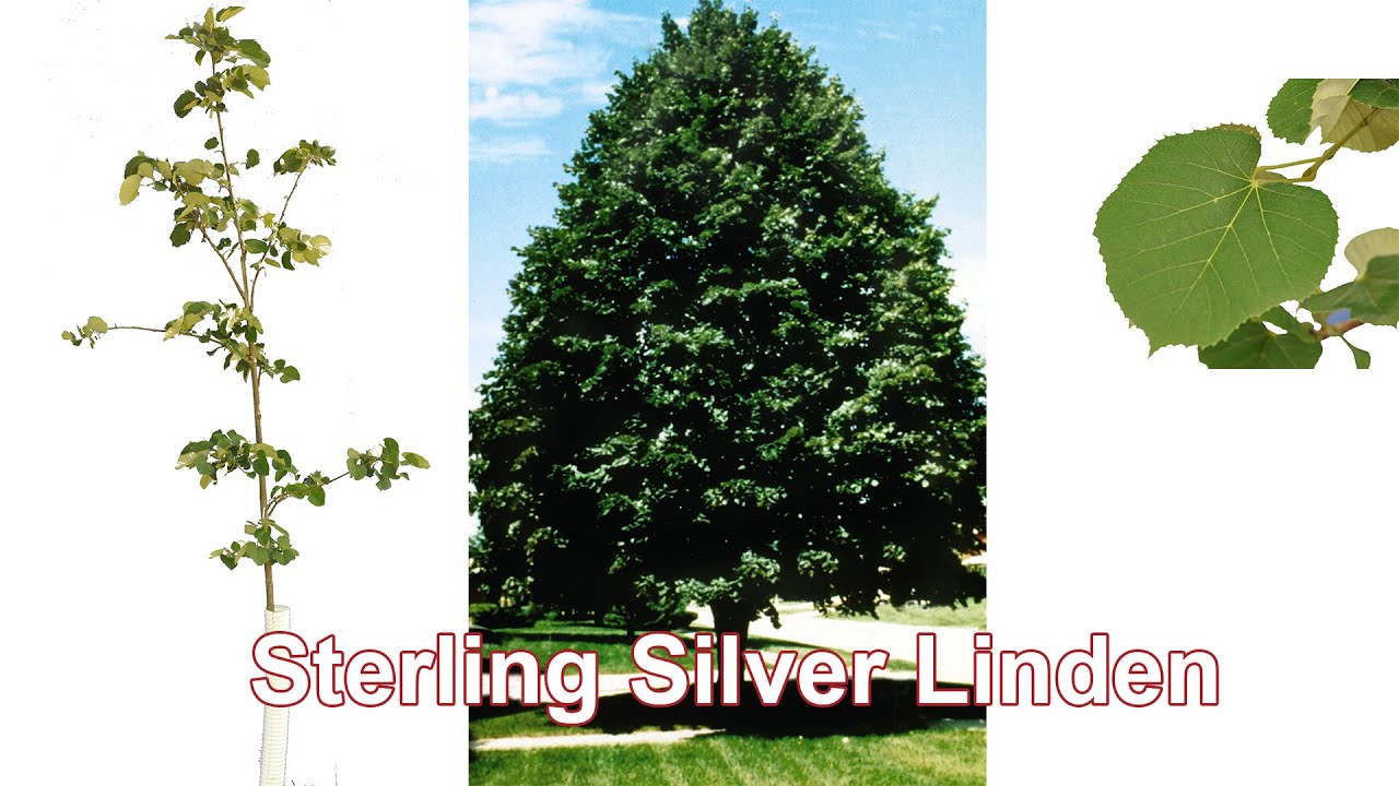 Sterling Silver Linden