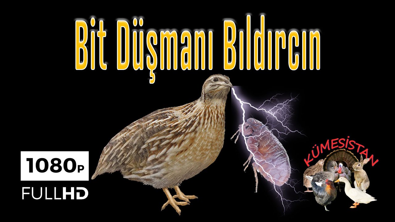 BİT DÜŞMANI BILDIRCIN - KUM BANYOSU - Bıldırcın Nasıl Beslenir - Bıldırcın Bakımı - jumbo Bıldırcın