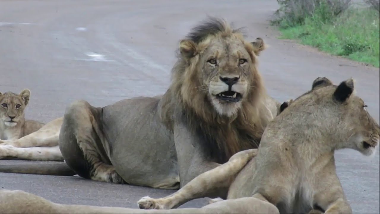Amazing Lions On The Road