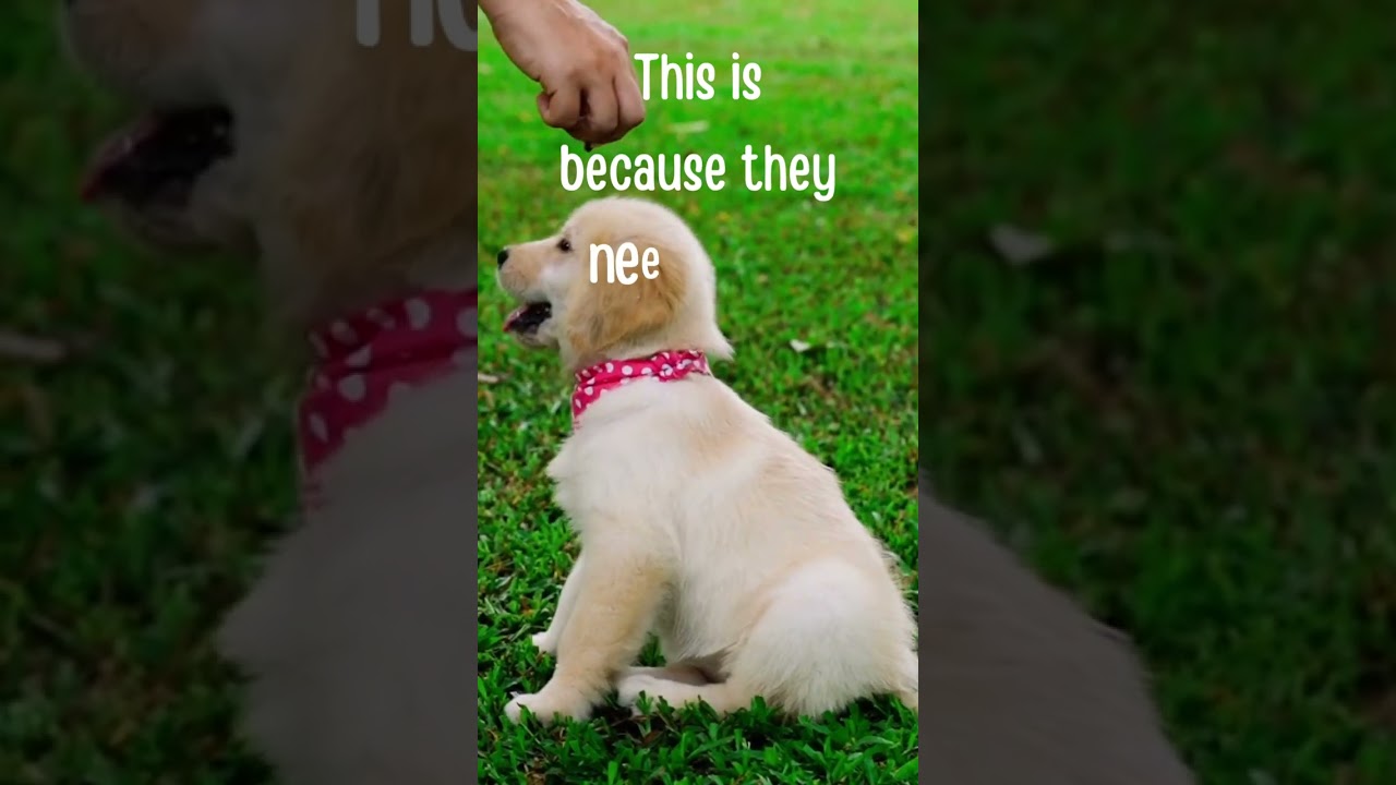 Puppies Breathe Faster Than Adult Dogs - Fun Facts About Animals