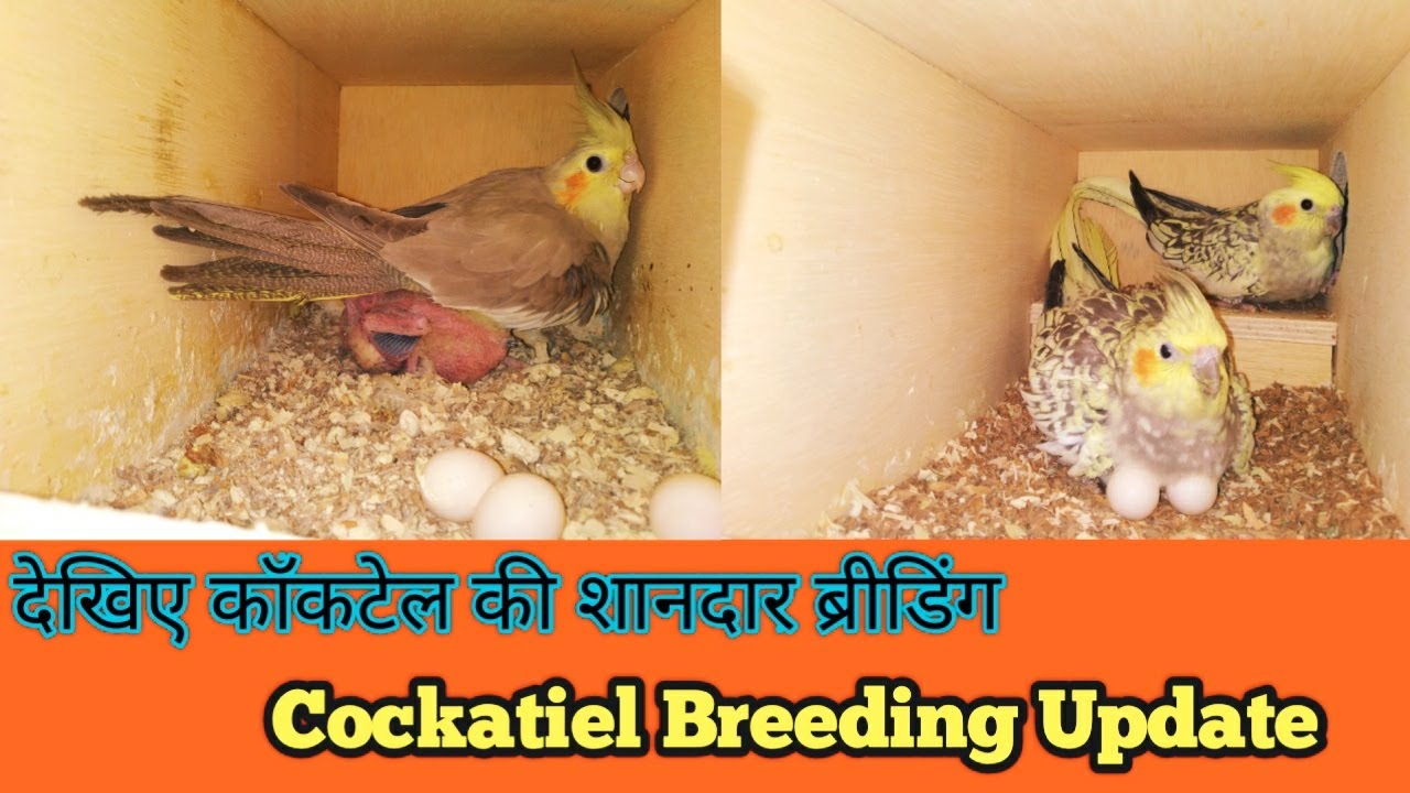Amazing Cockatiel Breeding || Cockatiel Breeding Update || Grey Lutino Fawn Pearl Cocktail Breeding