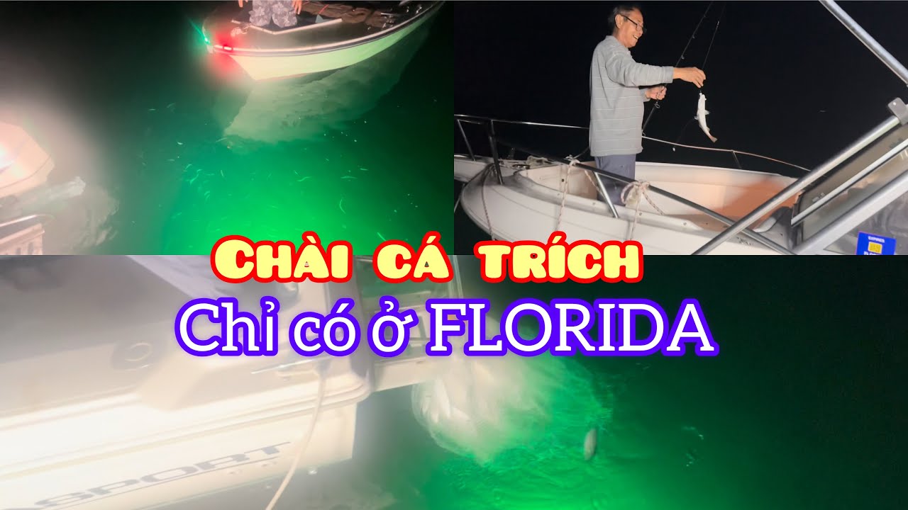 Đi câu cá đù không ngờ  cá trích kéo tới ùn ùn vui ơi là vui , chài 1 cái cả làng ăn....
