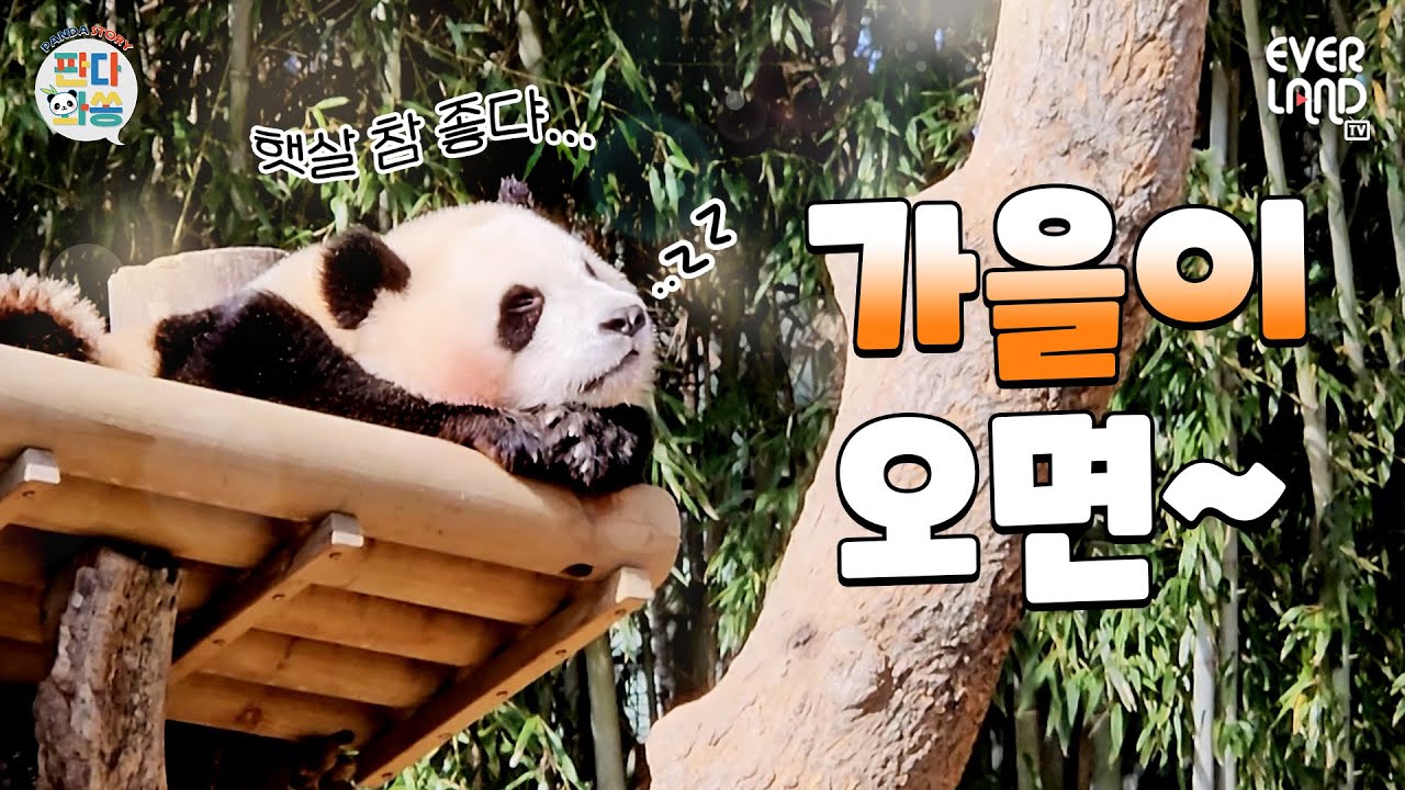 [ENG]오늘의 퀴즈)영상 속 후이의 미끄덩 횟수는?｜#판다와쏭 #183
