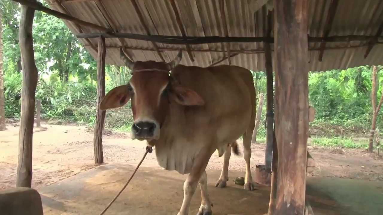 Missions In Action - Ep. 06:  Gifting a cow saves family in Sri Lanka featuring World Vision.