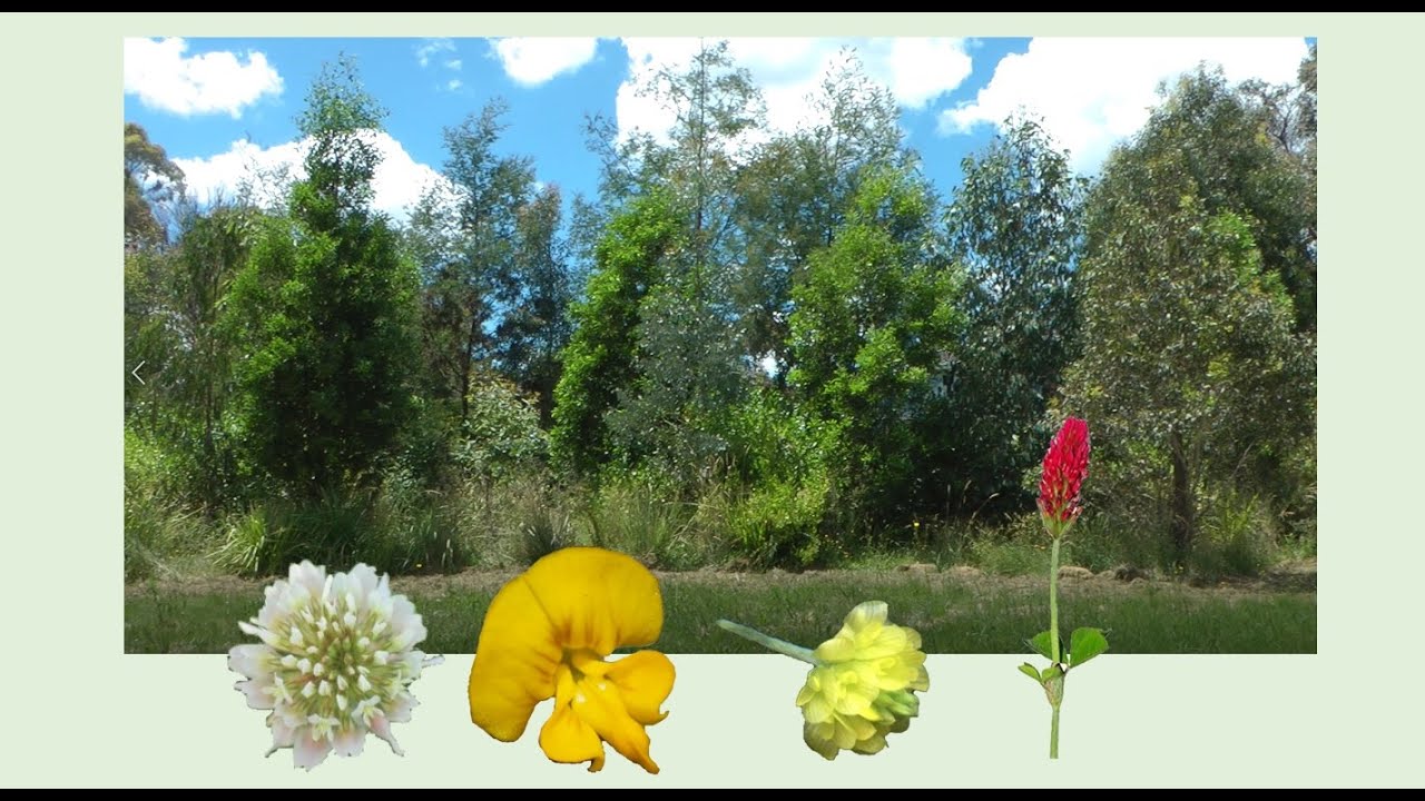 101 - Junction Road Parklands - Glomalin (in microforests as well)
