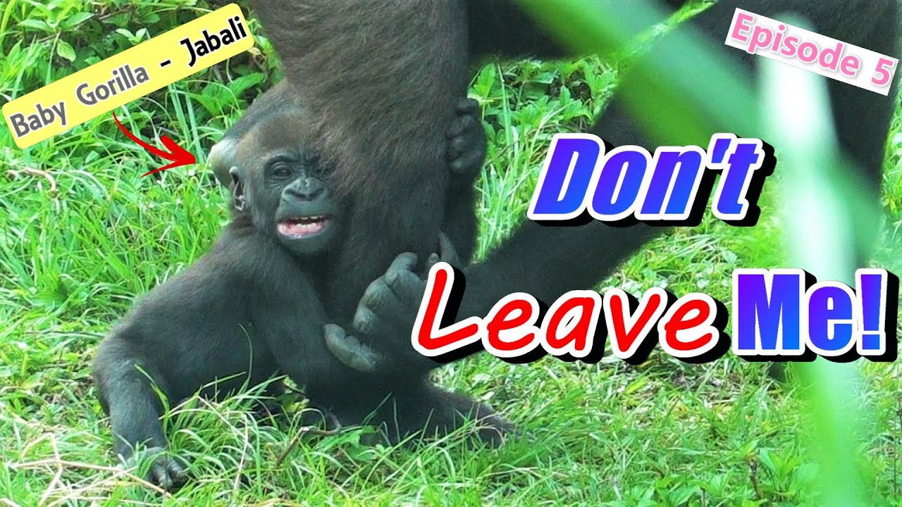 Don't Leave Me! Baby Gorilla Jabali Has Something to Tell His Mom!