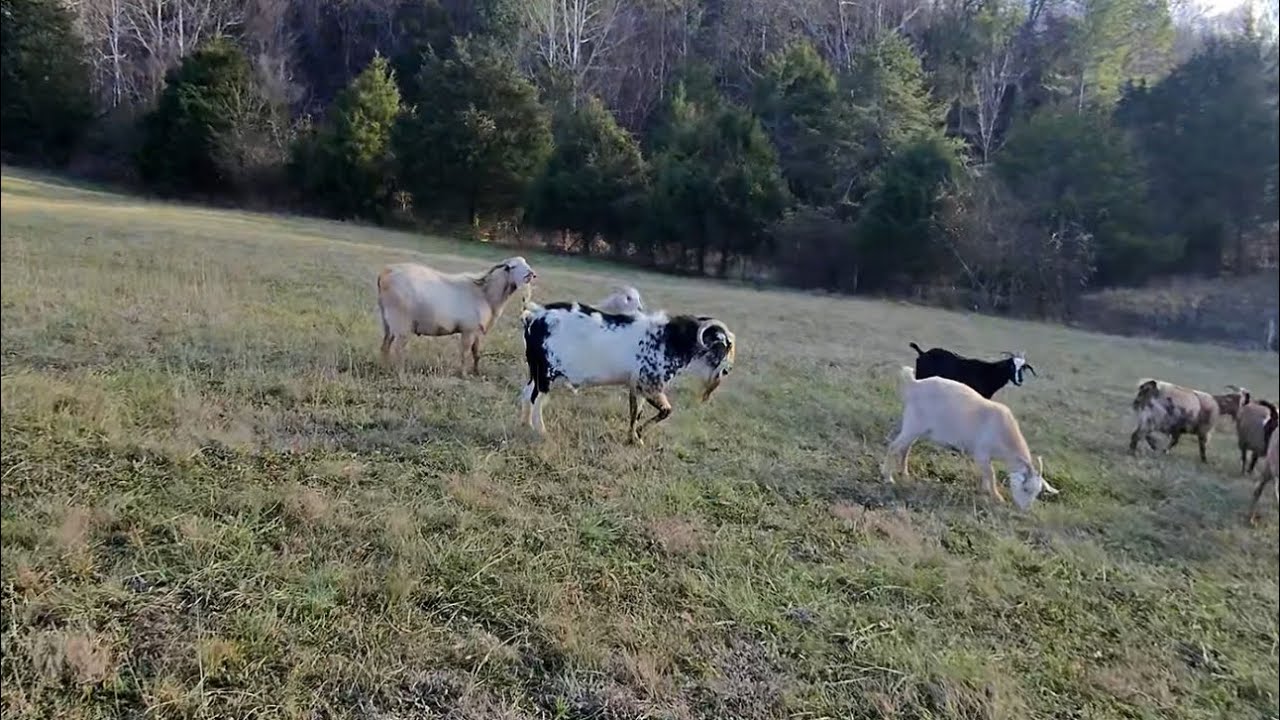 A introduction of myself and looking at my new kiko buck and south poll cow and calf pairs