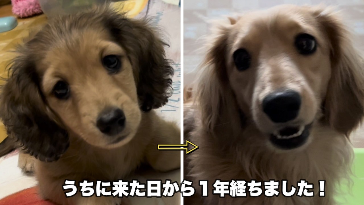 うちの子記念日（2025年2月22日）（ミニチュアダックス）（ダックスフンド）