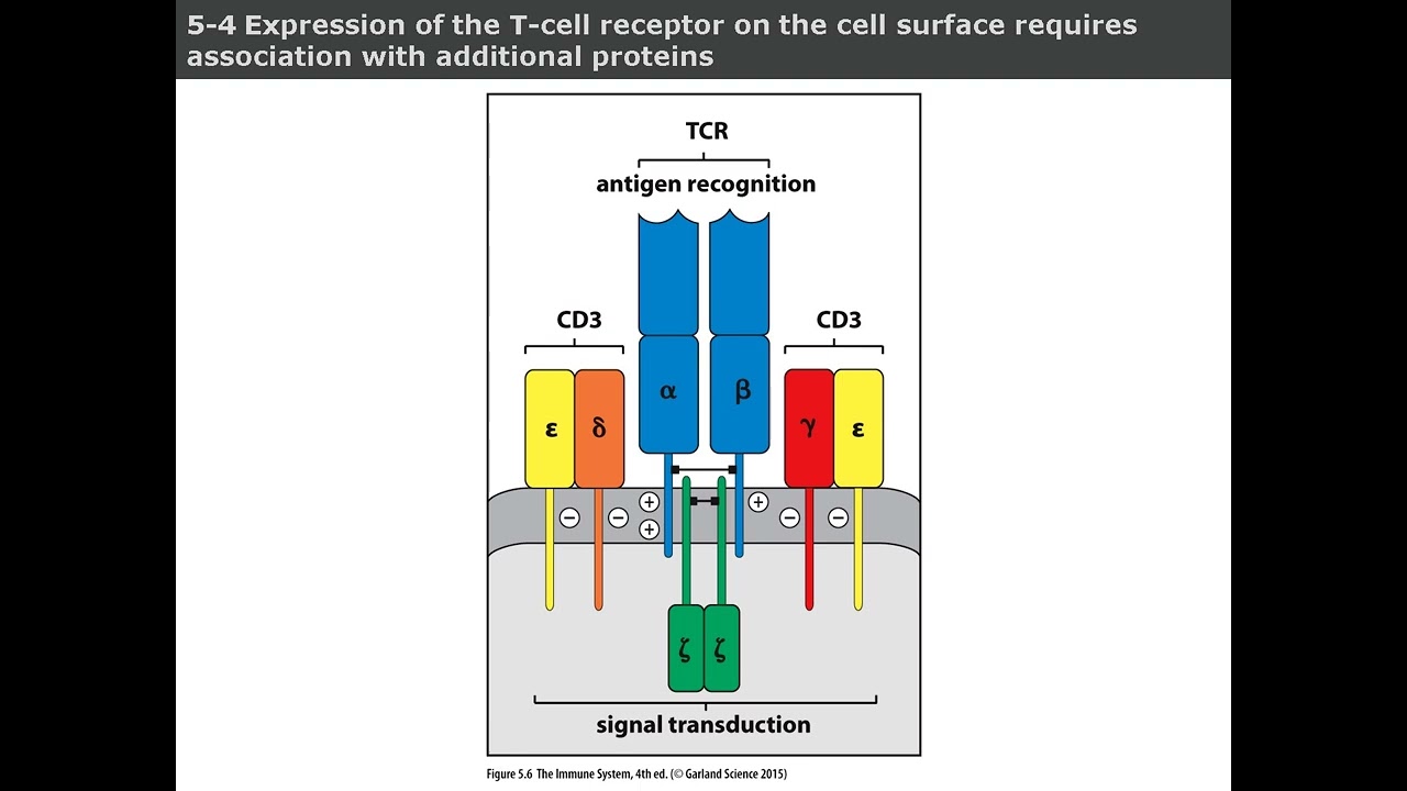 Chapter 5 T Cell Receptors and Antigen Recognition: MHC, Diversity, and Immune Specificity Explained