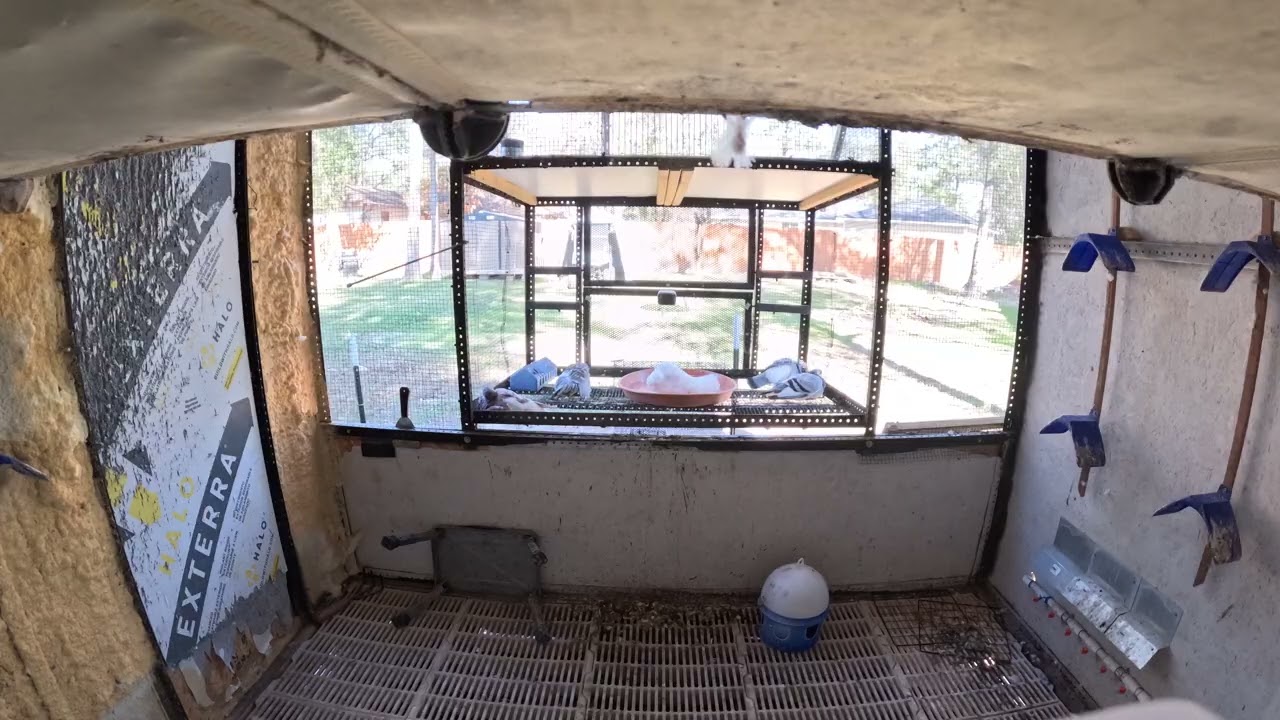 Pigeon Bath (time lapse)