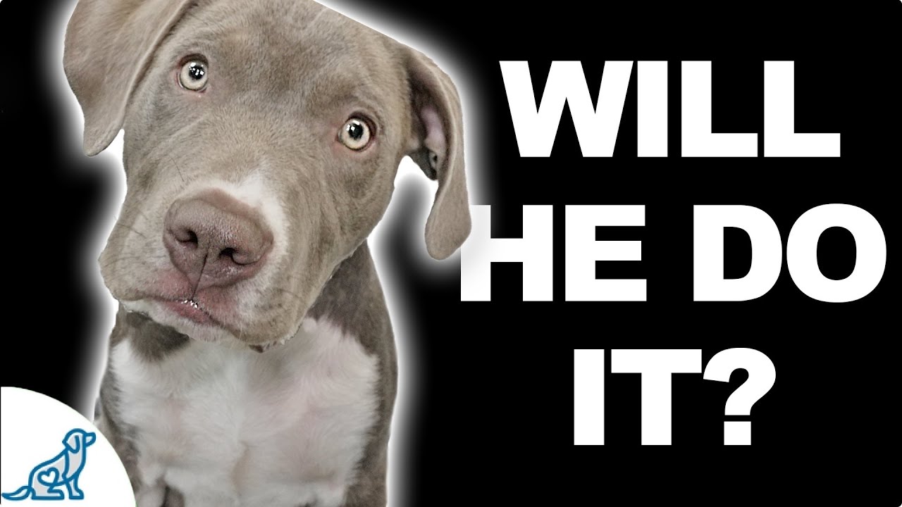 Can You Teach A Puppy To Sit And Stay In Less Than 5 Minutes?