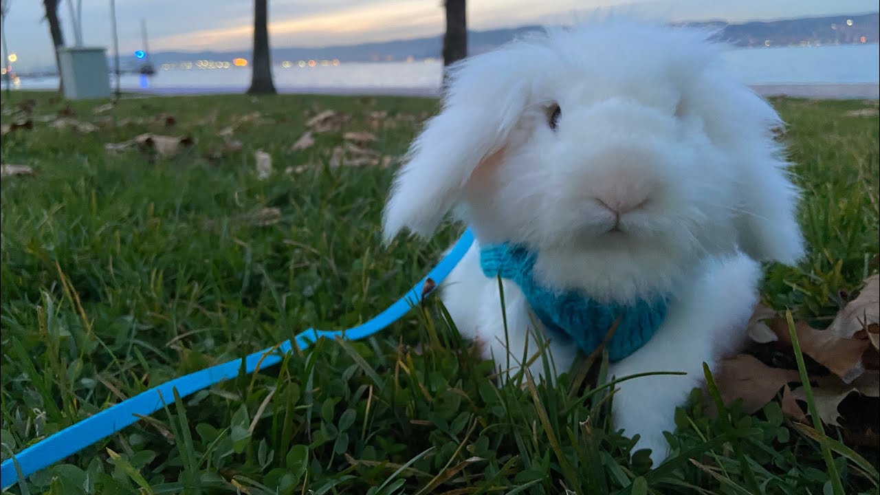 Kedi / Köpek / Tavşan Evcil Hayvan Taşıma Çantası (Liya'can) Sibel Sahil Gezisi #kemirgenmarket