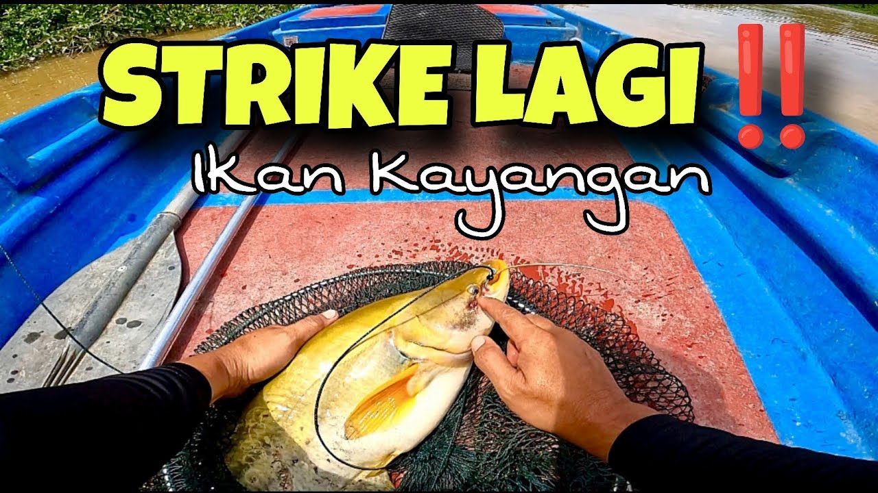 Pakai umpan apa ni⁉️ boleh strike ikan mahal lagi‼️