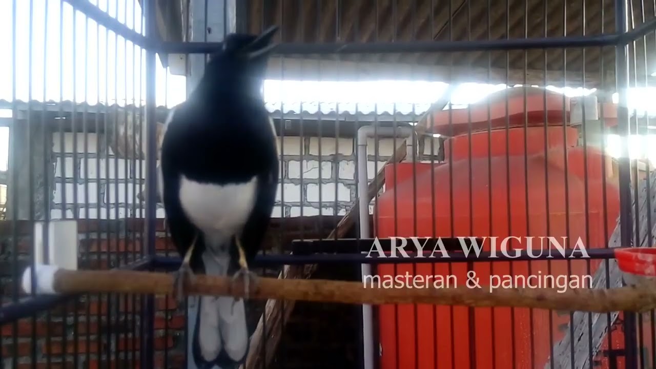 SUARA KACER SORE HARI INI MANTAP BANGET, PAS UNTUK TES MENTAL KACER, COBA KEAMPUHAN DALAM 3 MENIT