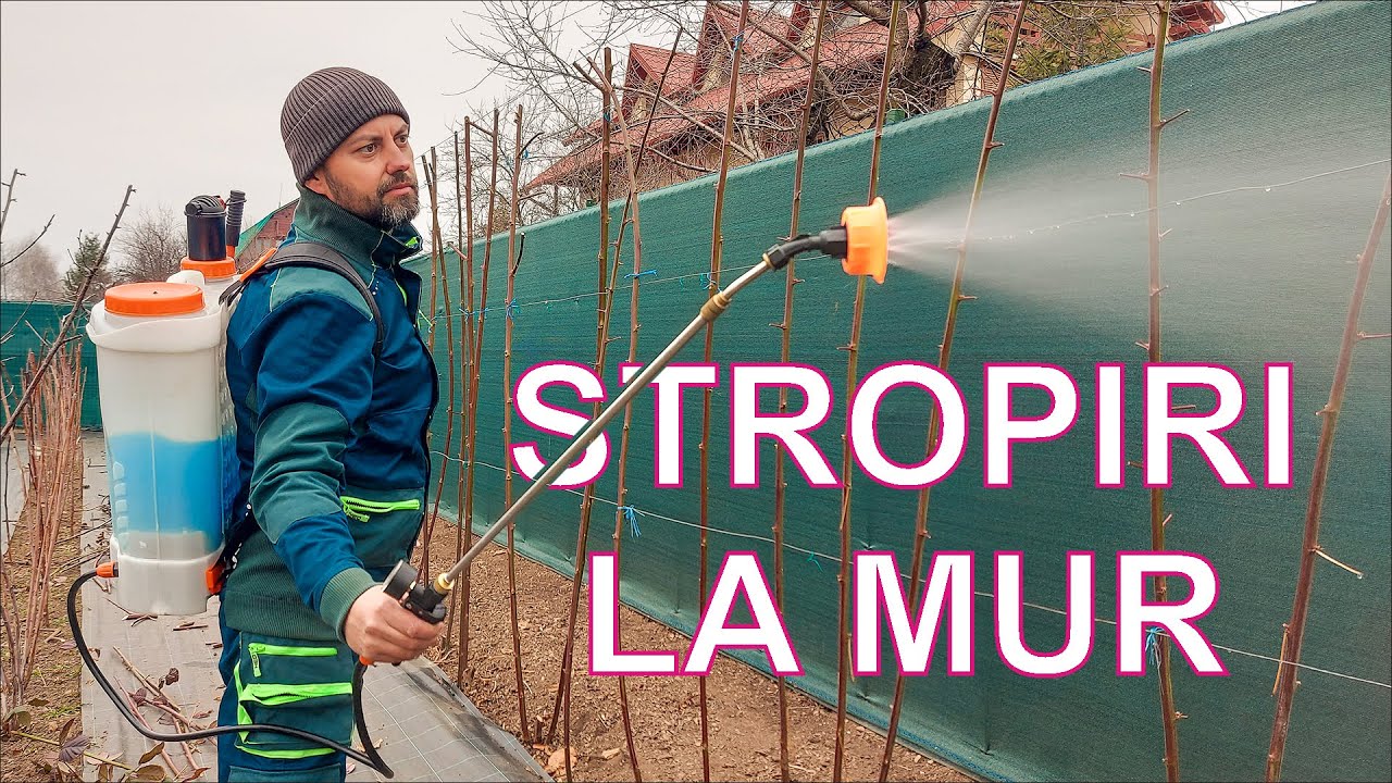 TĂIERI LA MUR ȘI STROPIRI ARBUȘTI FRUCTIFERI. STROPIRI LA MUR. STROPIRI LA ZMEURĂ