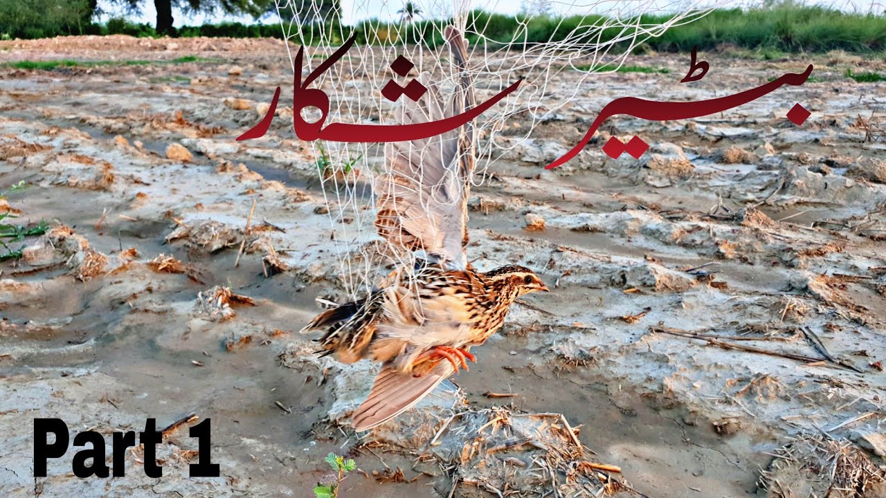 Quails hunting 2022 part 1 batair ka shikar in Pakistan