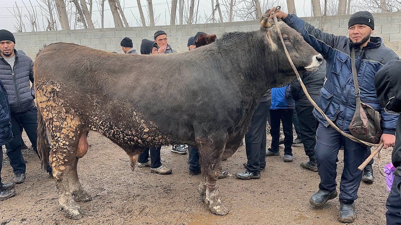 3 февраля 2026 г АНДИЖОН ШАХРИХОН ЧУЖА МОЛ БОЗОРИ КАТТА НОВВОСЛАР НАРХЛАРИ ANDIJON SHAXRIHON CHOʻJA
