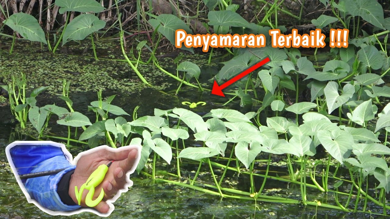Umpan ini bikin ikan lupa ingatan 😂👍