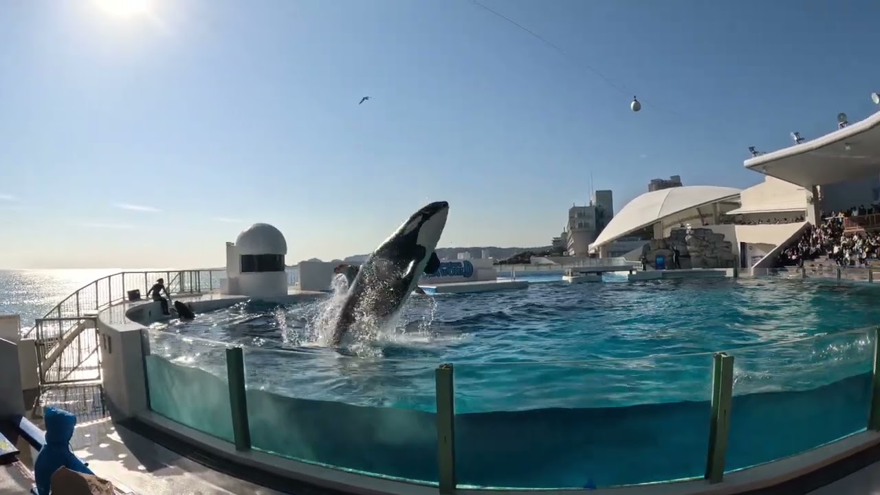 シャチと勝浦タンタンメンとつるんつるん温泉