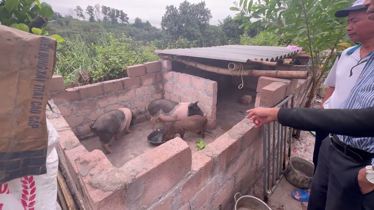 Find a veterinarian to breed pigs and build a new pen for them.