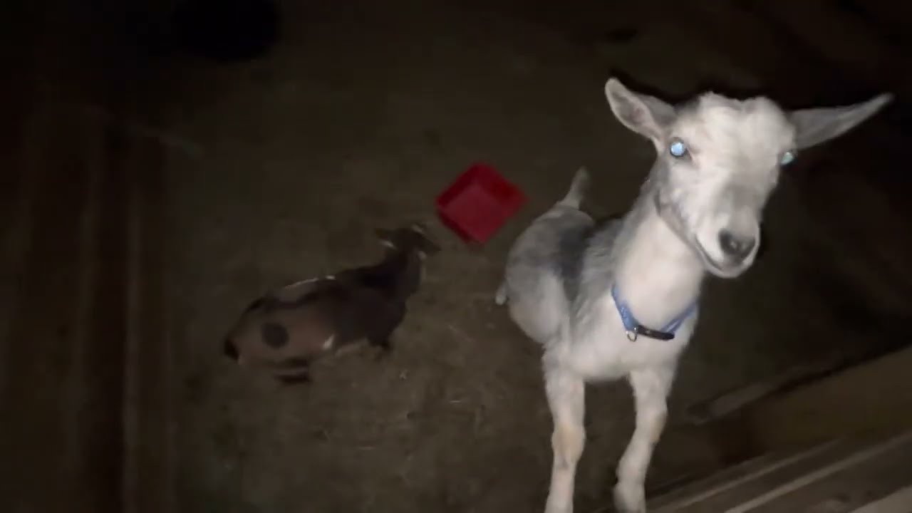 Baby goat potential for breeding | mom weaning baby goat & how weaning  & pickup normally works