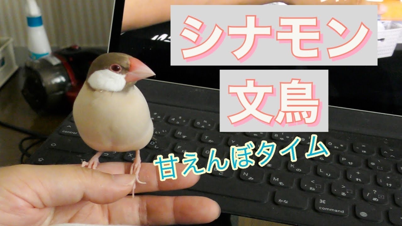 換羽終わりました #287