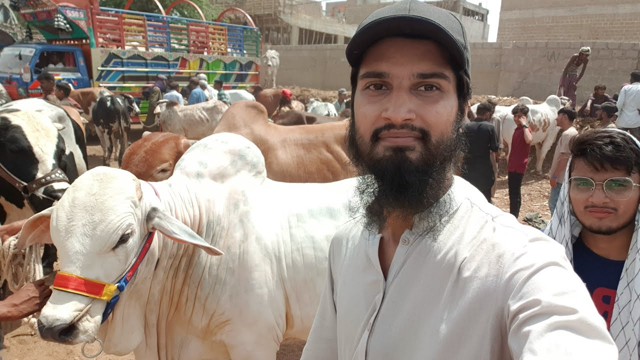 🔴 Live SODAY & RATES At Malir Cow Mandi 2022 BAKRA EID 2022 CATTLE MARKET KARACHI