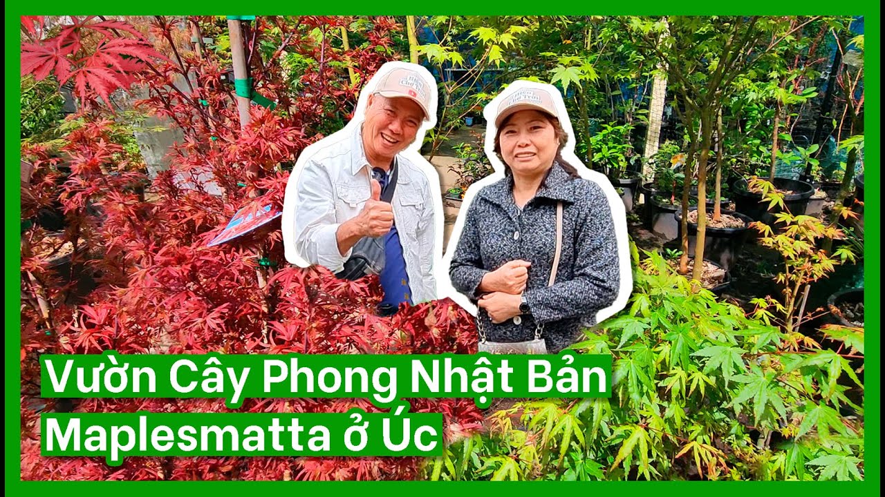 Vườn Cây Phong Nhật Bản Maplesmatta ở Úc - Có Những Loại Cây Quý Hiếm | Cuộc Sống Úc