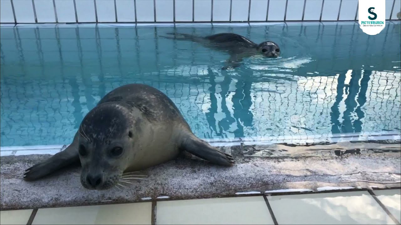 Het verhaal van zeehond Queen Zeehondencentrum Pieterburen