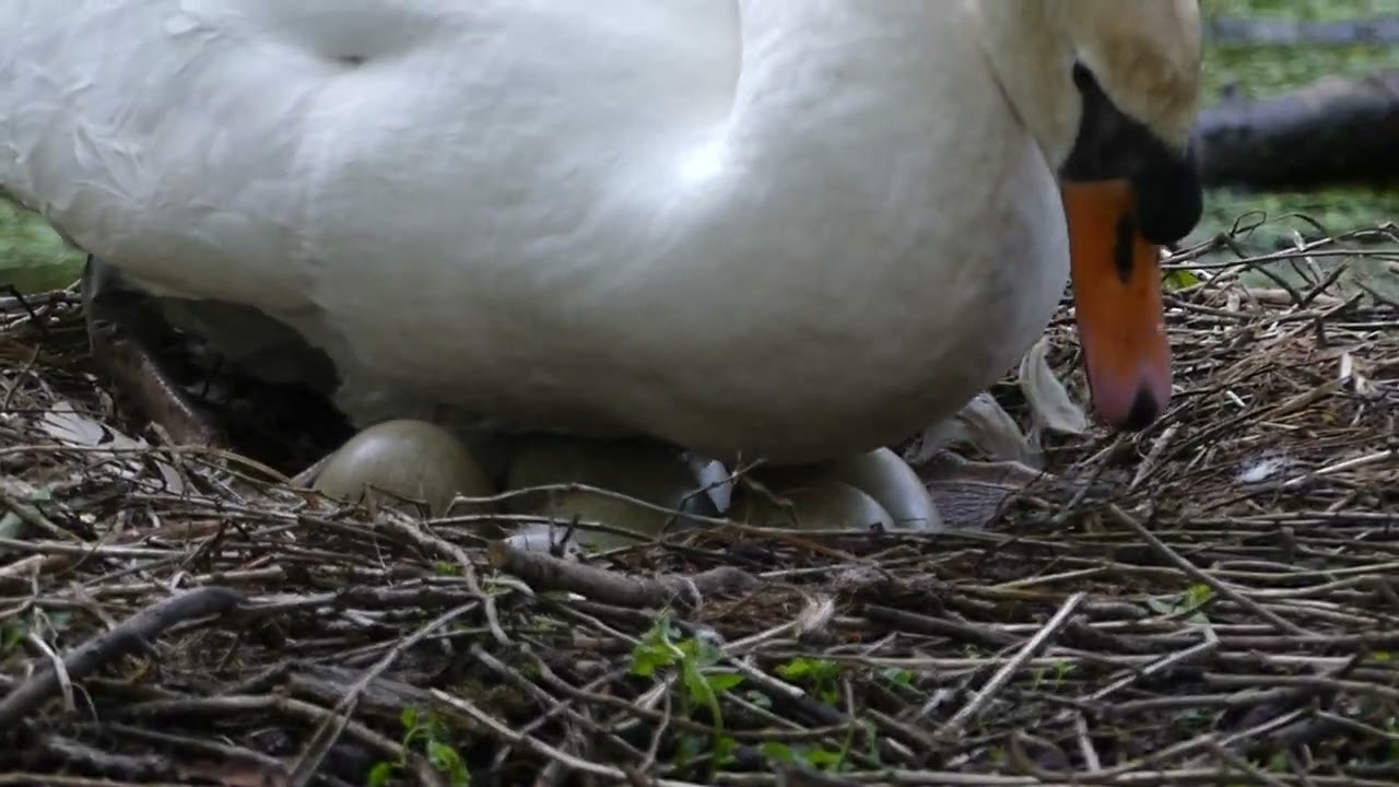 Cygne Nid 2023