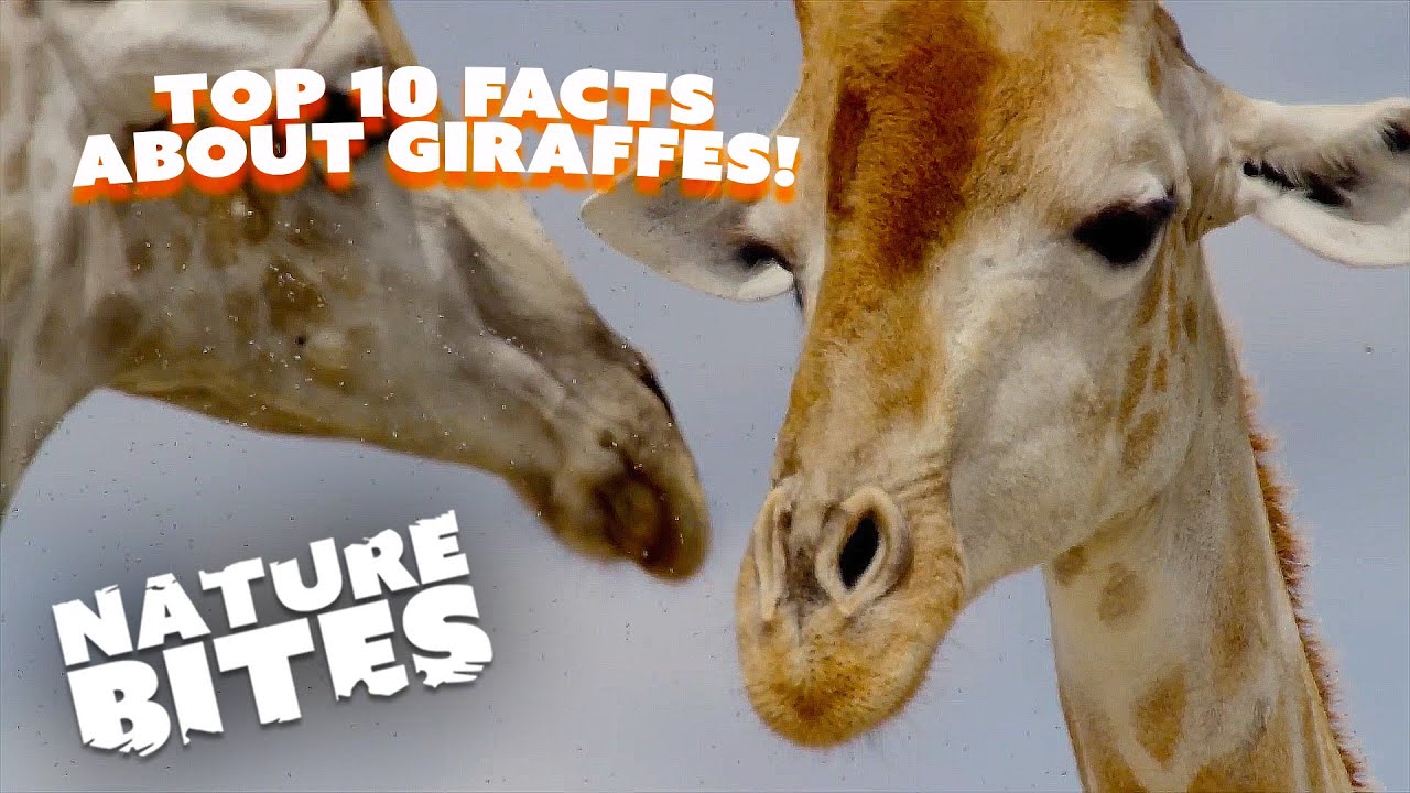 Unveiling Fascinating Aspects of the Giraffe's Natural Habitat | Nature Bites