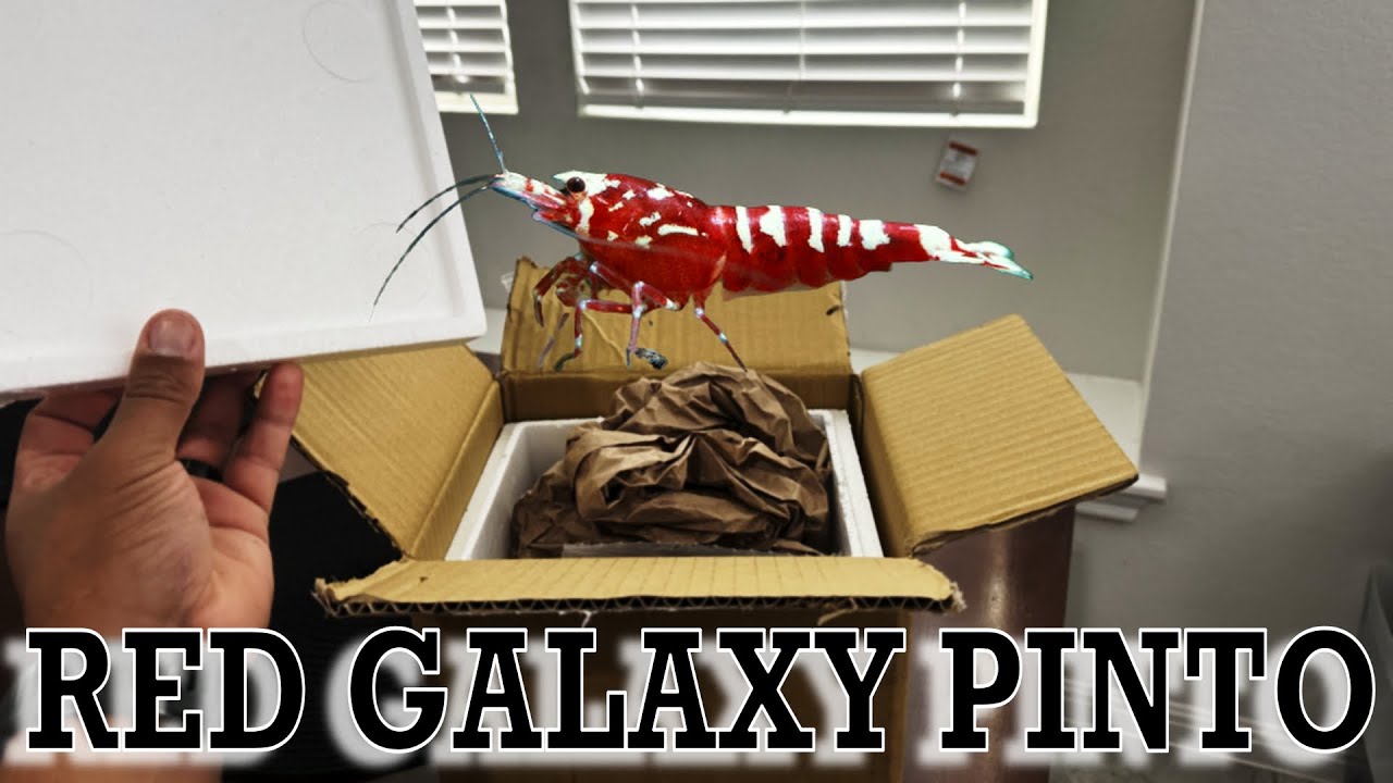 Unboxing Red Galaxy Pinto Shrimp from Joe's Aqua