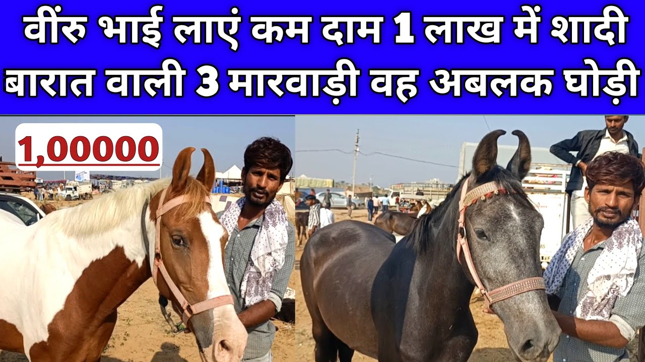 वींरु भाई लाएं कम दाम 1 लाख में शादी बारात वाली 3 मारवाड़ी घोड़ी बच्ची। Pushkar horse fair 2025।