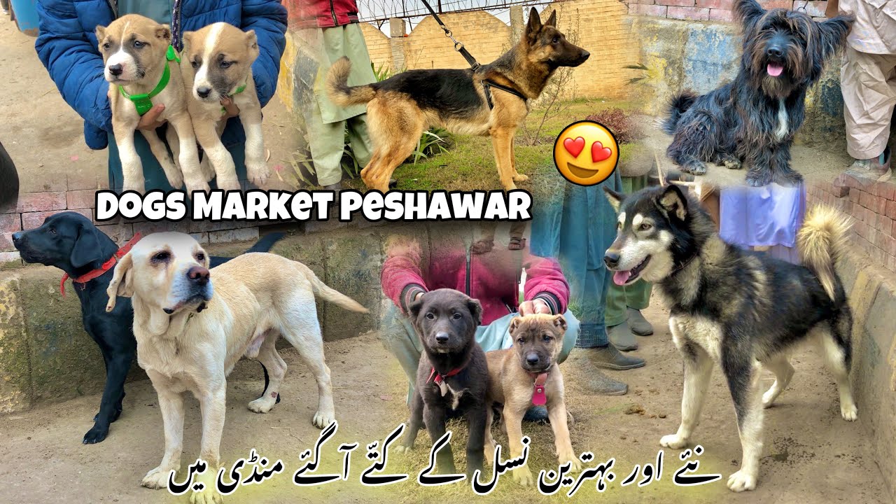 Dogs Market shahi Bagh Peshawar Today Updates 12/01/2024 | Husky Afghan Kochi & Alsatian Dogs