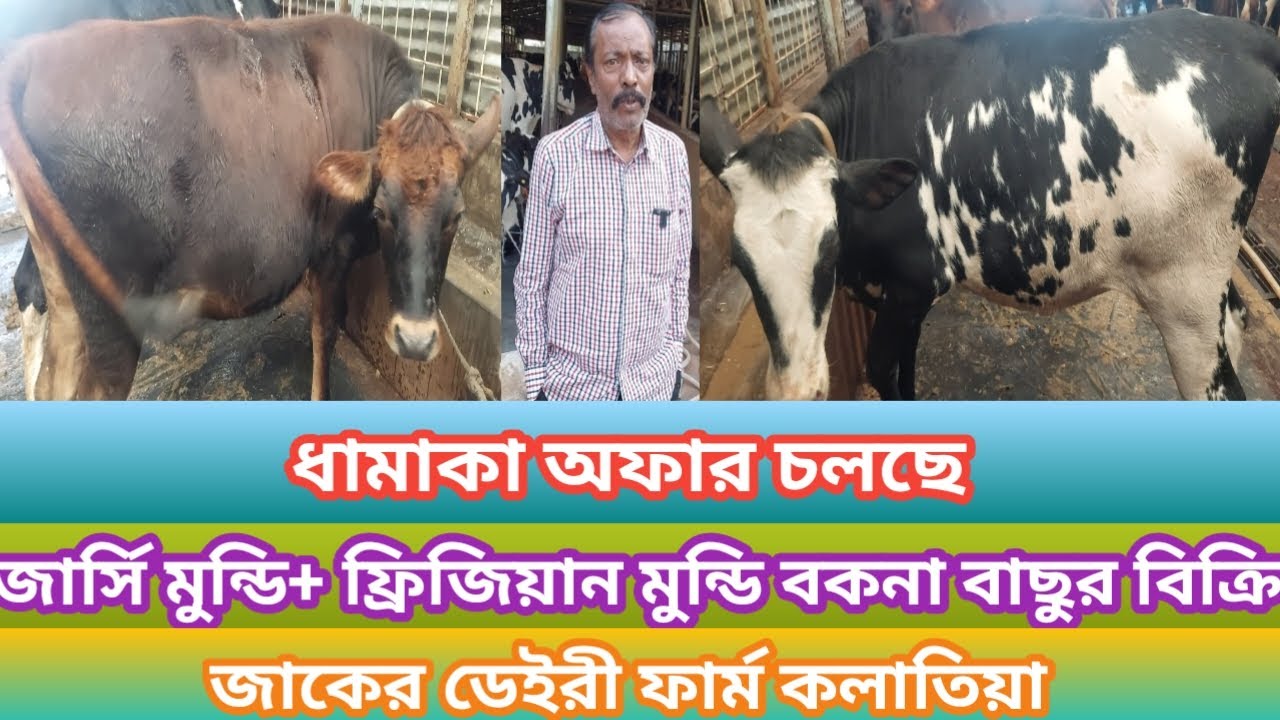 ধামাকা অফার চলছে !! জাকের ডেইরী ফার্ম কলাতিয়া  জার্সি মুন্ডি ফ্রিজিয়ান মুন্ডি বকনা বাছুর বিক্রি