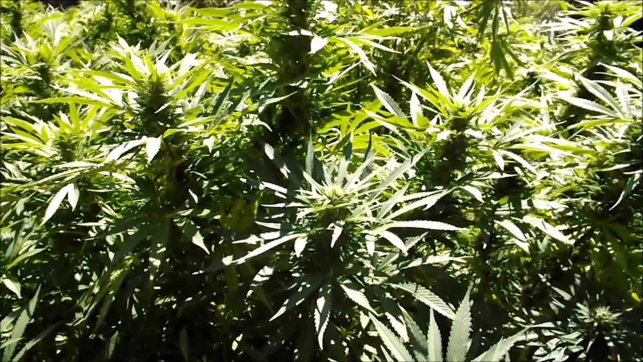 Sun Grown Cannabis with the Flower-Initiator