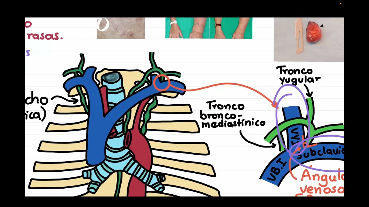 Anatomía. Curso Completo. Tema 8. Sistema linfático