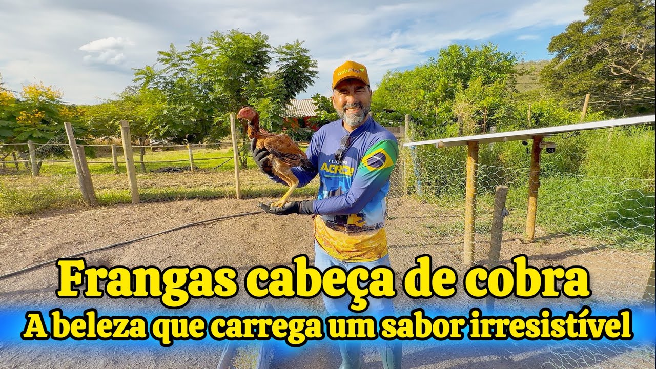 FRANGAS CABEÇA DE CASCAVEL: O TEMPERO EXÓTICO QUE NINGUÉM ESPERA VER NA GRANJA 