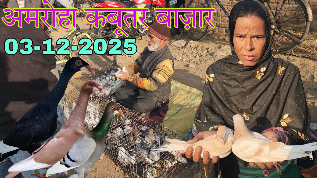 Amroha kabootar market 🕊️ 03-12-2025. अमरोहा कबूतर बाज़ार। Gola kabootar market.