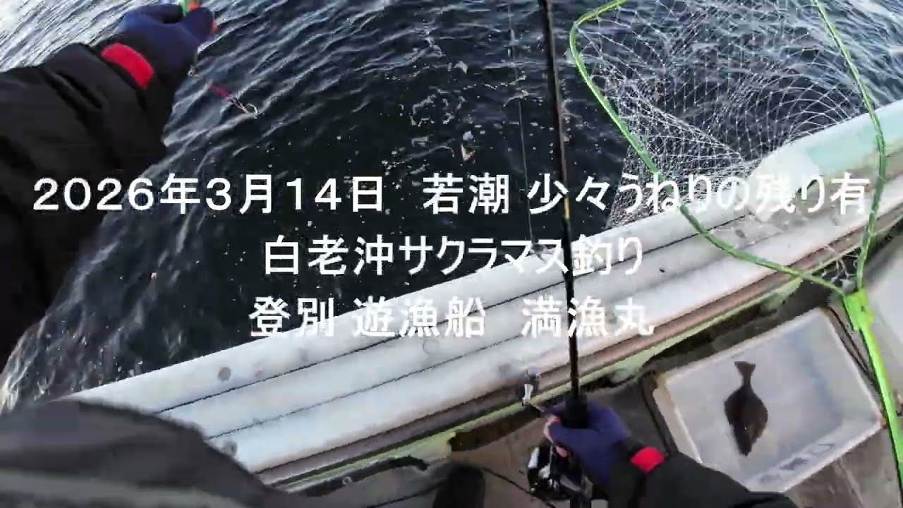 2026年3月14日白老沖サクラマス釣り 釣果は若潮に沈む再び…