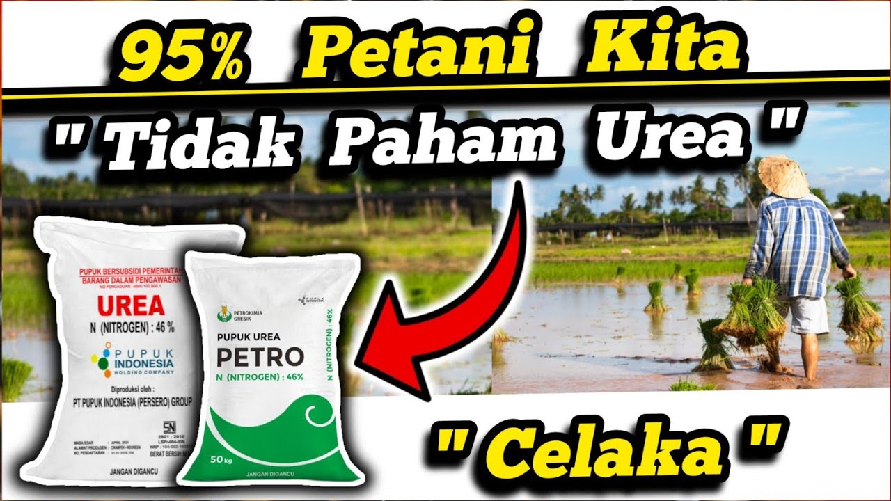 ⛔ Kacau ⛔ 95% Petani Tidak Paham Betul Apa Itu Pupuk Urea‼️Urea Mengandung Apa❓Reaksinya Bagaimana❓