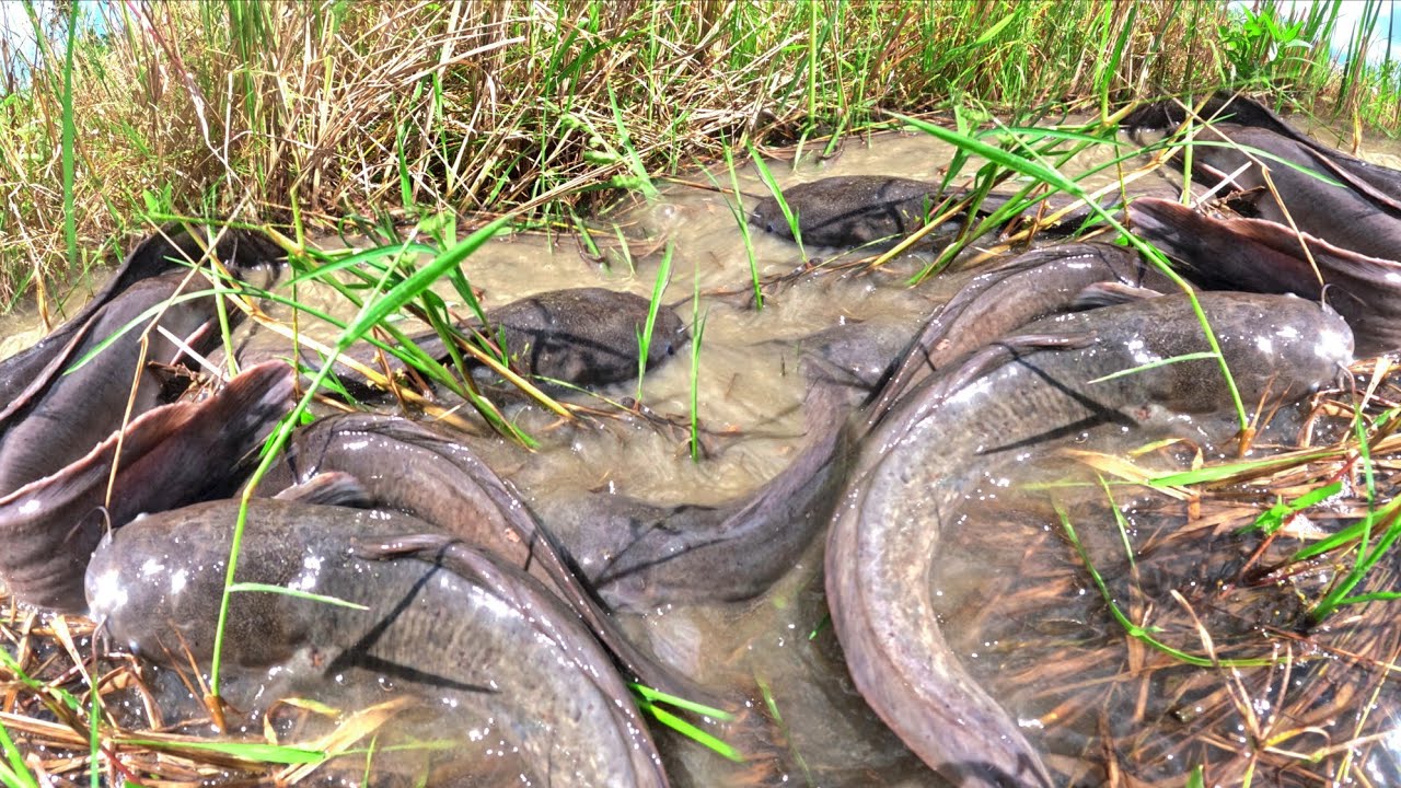 best hand fishing, catch a lot of fish in water and pick duck eggs by hand