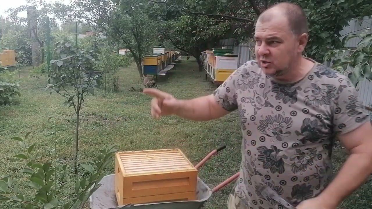 Качаем подсолнечник. Лайфхак с пчелоудалителем.