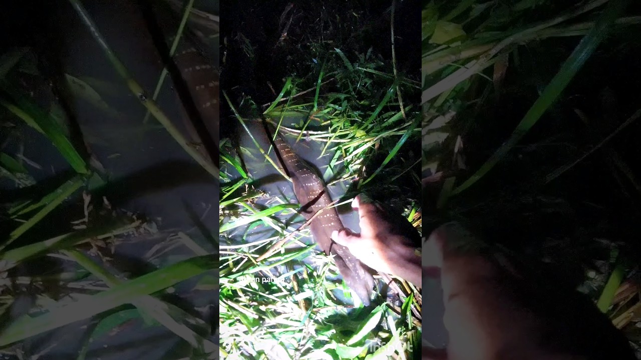 mendapatkan ikan lembat babon #joranparing #ikan