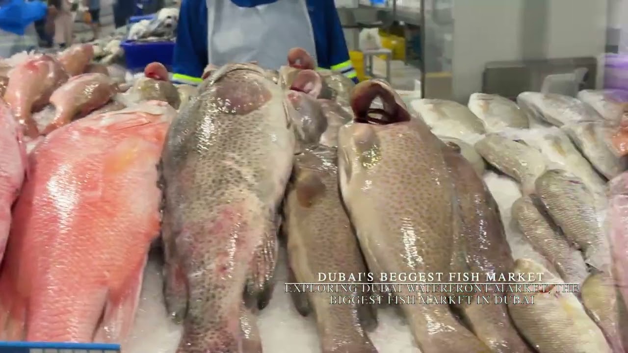 Inside Dubai’s Biggest Fish Market 🐟 | Waterfront Market Tour