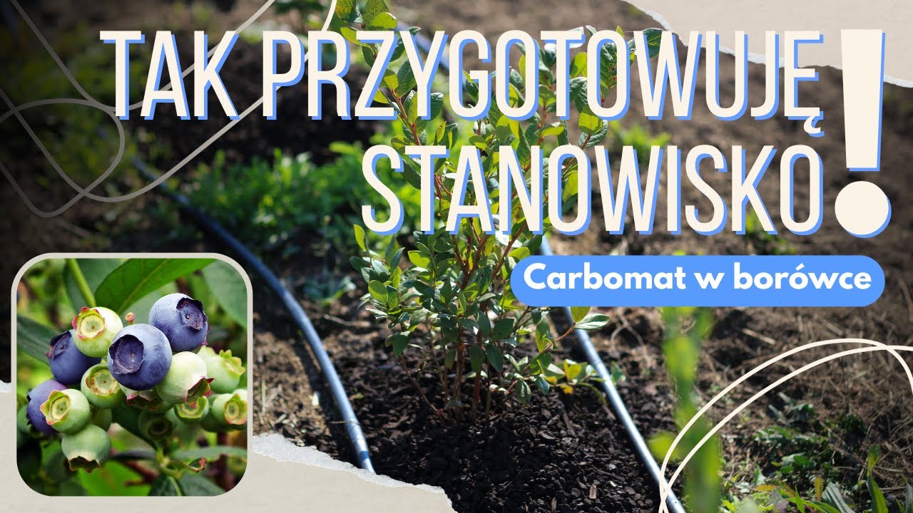 Przygotowanie stanowiska pod borówkę | 8 lat doświadczeń z plantacji #borówki w Dolecku cz. 2